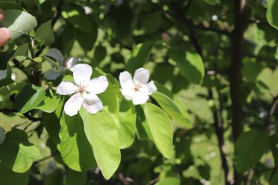 Cydonia oblonga 'Vranja' - kdouloň obecná - květy